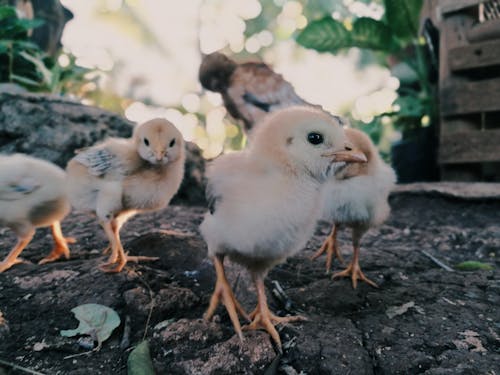 Foto d'estoc gratuïta de animals, domèstic, jove