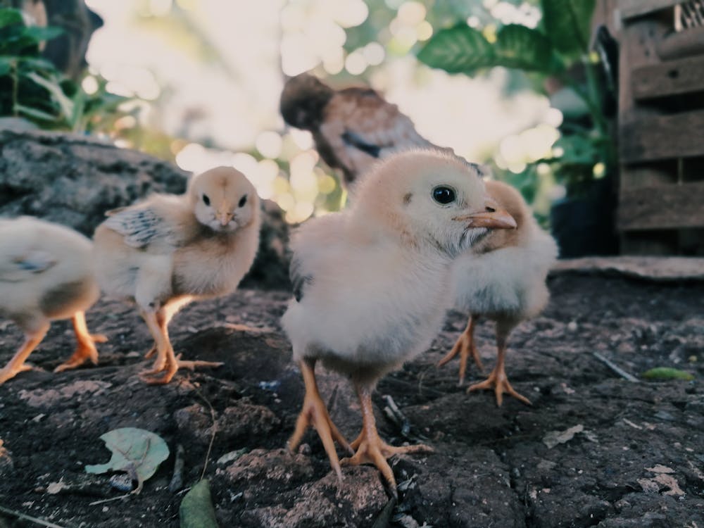 Free Chicks on the Ground in Close-Up Photography Stock Photo