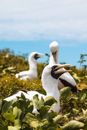 Masked Booby on Grass Field