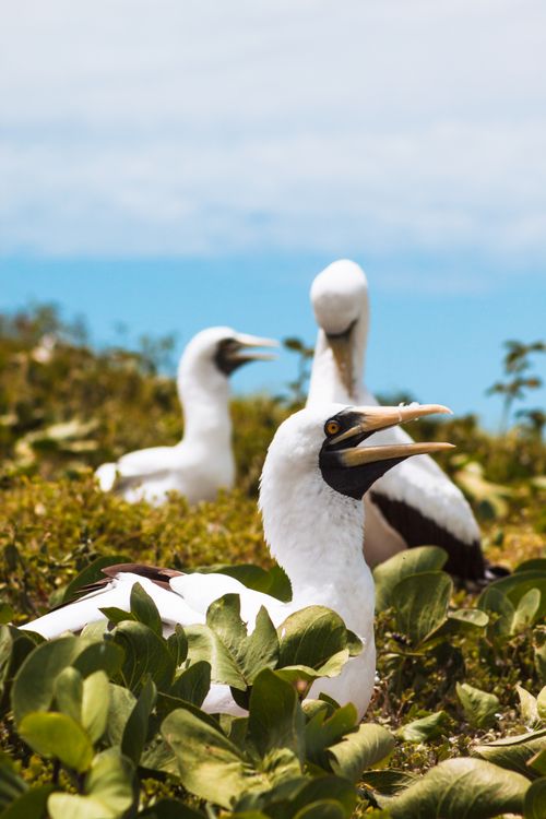 Free Close-up view of masked boobies in their natural coastal habitat, among greenery and ocean backdrop. Stock Photo