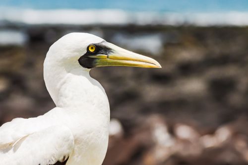 Free Profile view of a Masked Booby on a rocky beach in Brazil. Stock Photo