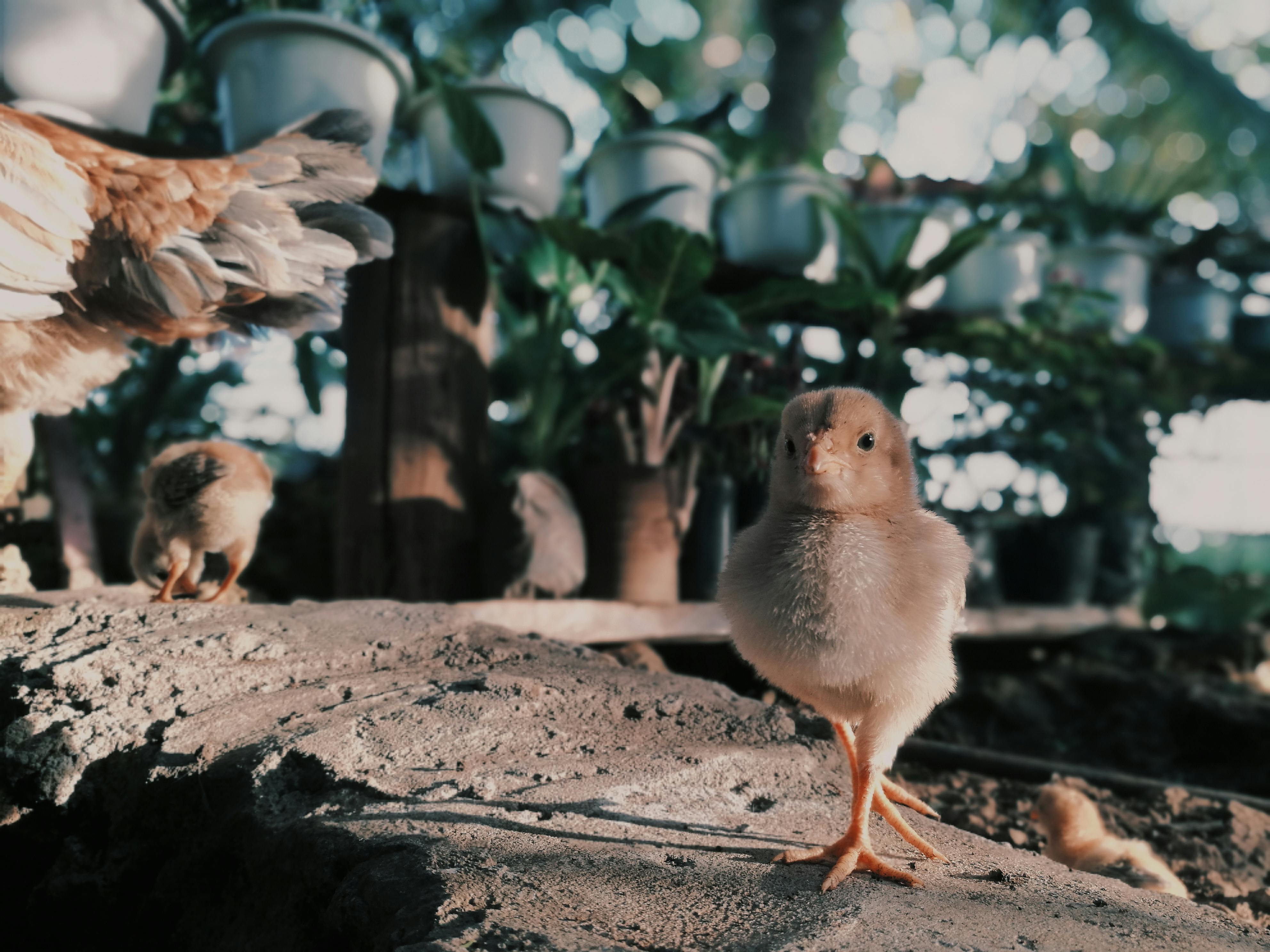 brown chicks on concrete floor