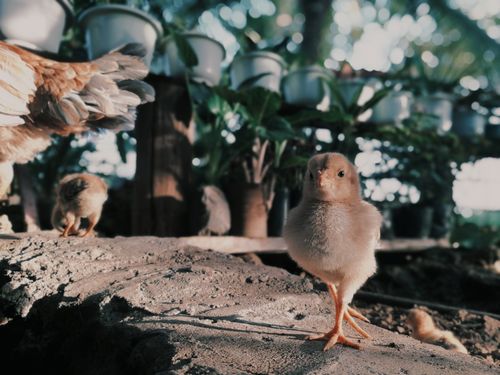 Free Two chicks explore outdoors with greenery in background, perfect for animal and nature themes. Stock Photo