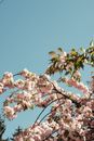 From below of Japanese cherry tree with fragrant blooming flowers growing under blue sky in sunlight
