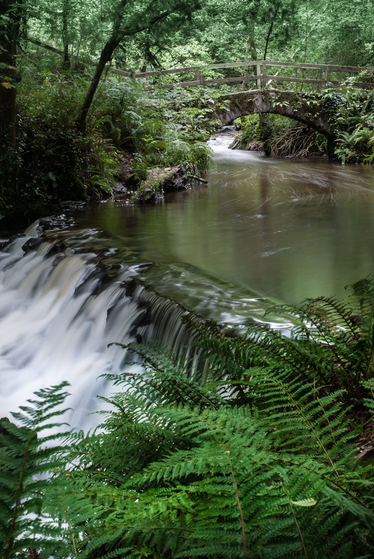 Fern Plants Near Water Falls