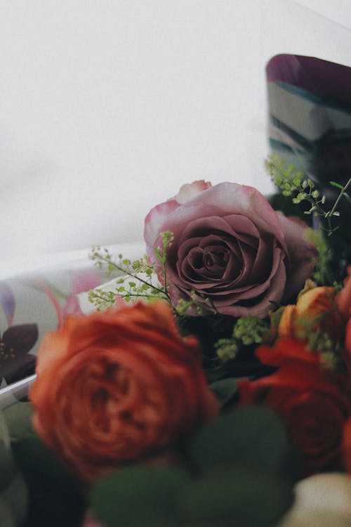 Free Blooming roses with curved tender petals and green plant sprigs with pleasant scent in ornamental wrapper Stock Photo