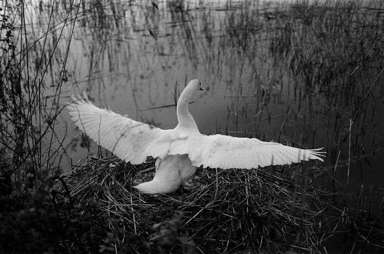 A Swan Extending Its Wings