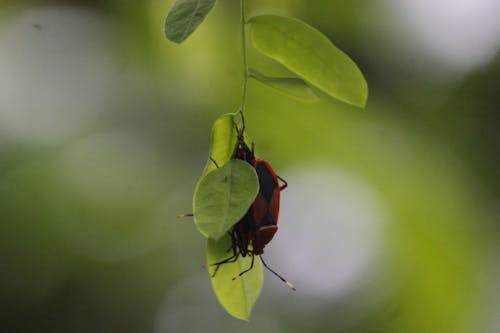 Gratis stockfoto met schoonheid van de natuur