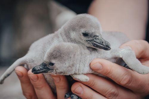 Free Two fuzzy baby penguins being gently held by human hands, showcasing the charm of wildlife. Stock Photo
