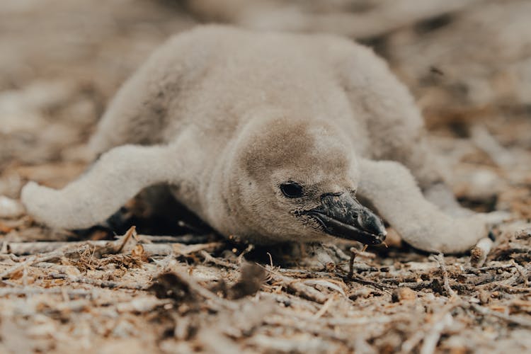 Small Humboldt Penguin Lying On Ground In Nature