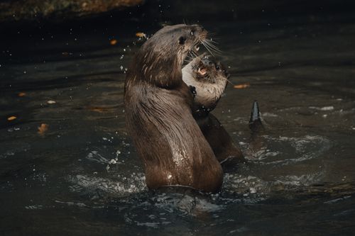 Free Two lively otters engaging playfully in a pool, splashing and interacting. Stock Photo
