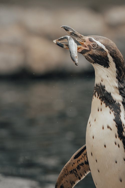 Free Humboldt penguin eating fish in daylight Stock Photo