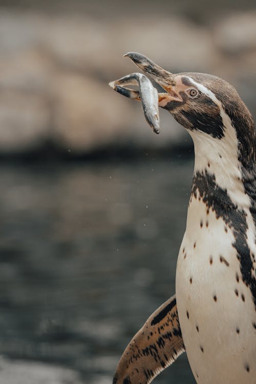 Humboldt penguin eating fish in daylight