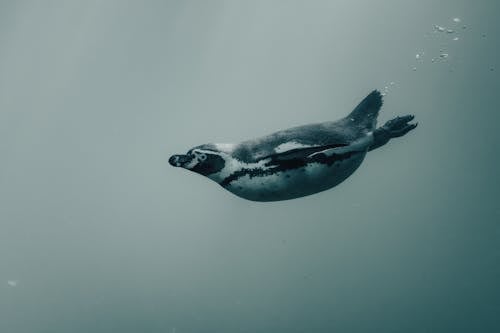 Black and White Penguin Underwater