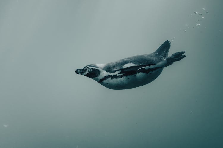 Black And White Penguin Underwater