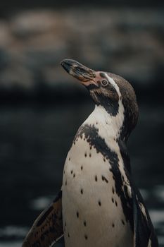 penguin photo