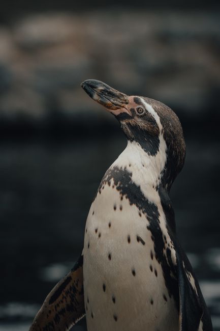 Wild Humboldt penguin with colorful plumage standing against calm water of ocean and rocky shore in nature in daylight