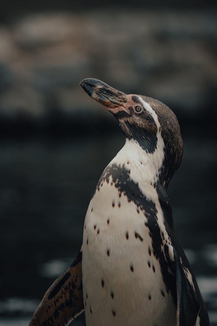 Humboldt Penguin Against Sea In Daylight