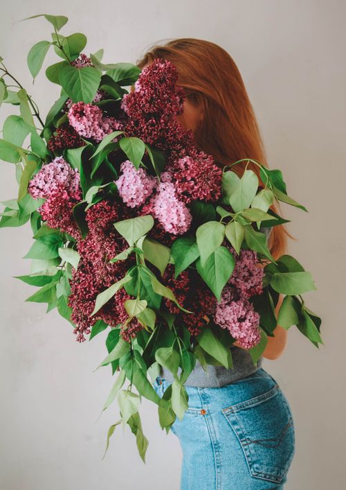 Free Adult holding a vibrant bouquet of hydrangeas in an indoor setting, creating a serene floral composition. Stock Photo