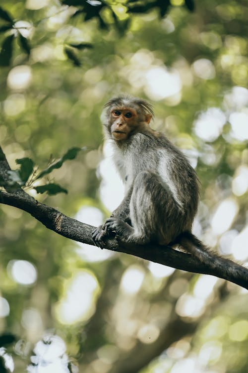Free Gray Monkey on Tree Branch Stock Photo