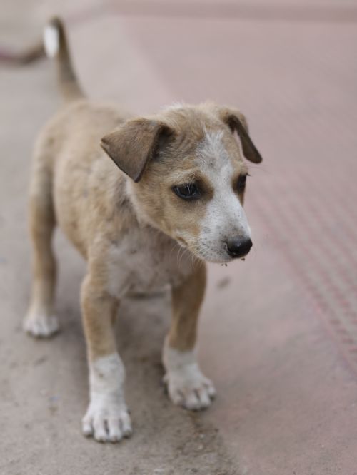 Free Cute brown and white puppy standing on outdoor pavement. Stock Photo