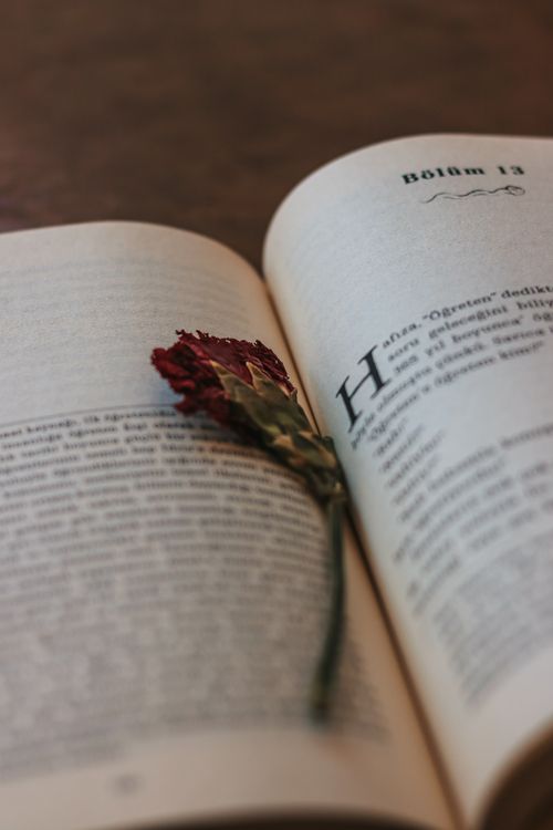 Free A dried red flower rests in an open book with visible text, creating a classic still life scene. Stock Photo