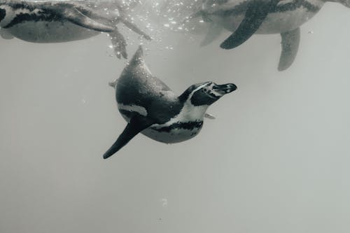 Δωρεάν στοκ φωτογραφιών με aqua, bw, humboldt πιγκουίνος