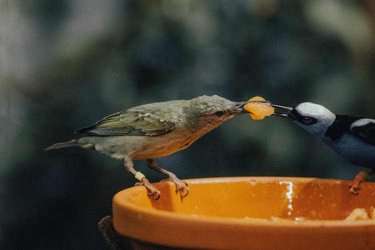 Small Birds Eating Fruit In Nature