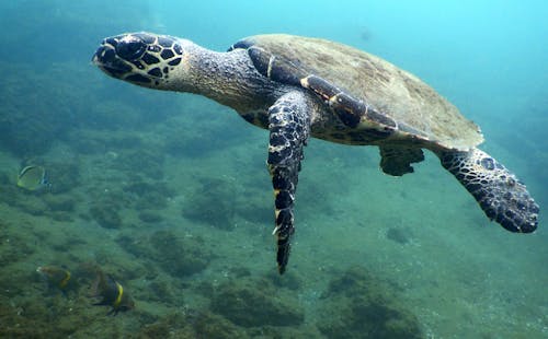 거북이, 다이빙, 동물 사진의 무료 스톡 사진