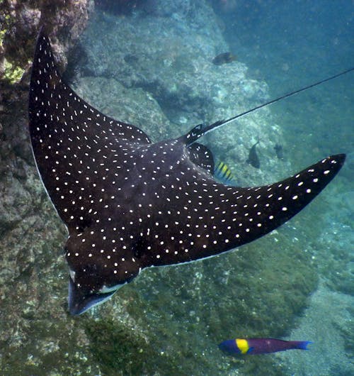 Free Spotted Eagle Ray Stock Photo