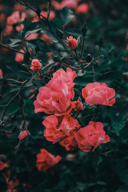Free A stunning capture of pink roses in full bloom, showcasing vibrant colors in an Istanbul garden. Stock Photo