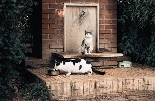 Fotobanka s bezplatnými fotkami na tému domáce zvieratá, mačací, mačkovité