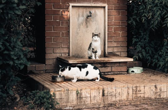 Two domestic cats relaxing by a rustic wall outdoors. Perfect for pet lovers.