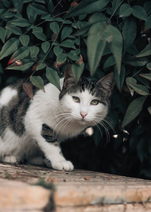 Δωρεάν στοκ φωτογραφιών με αιλουροειδές, αξιολάτρευτος, Γάτα