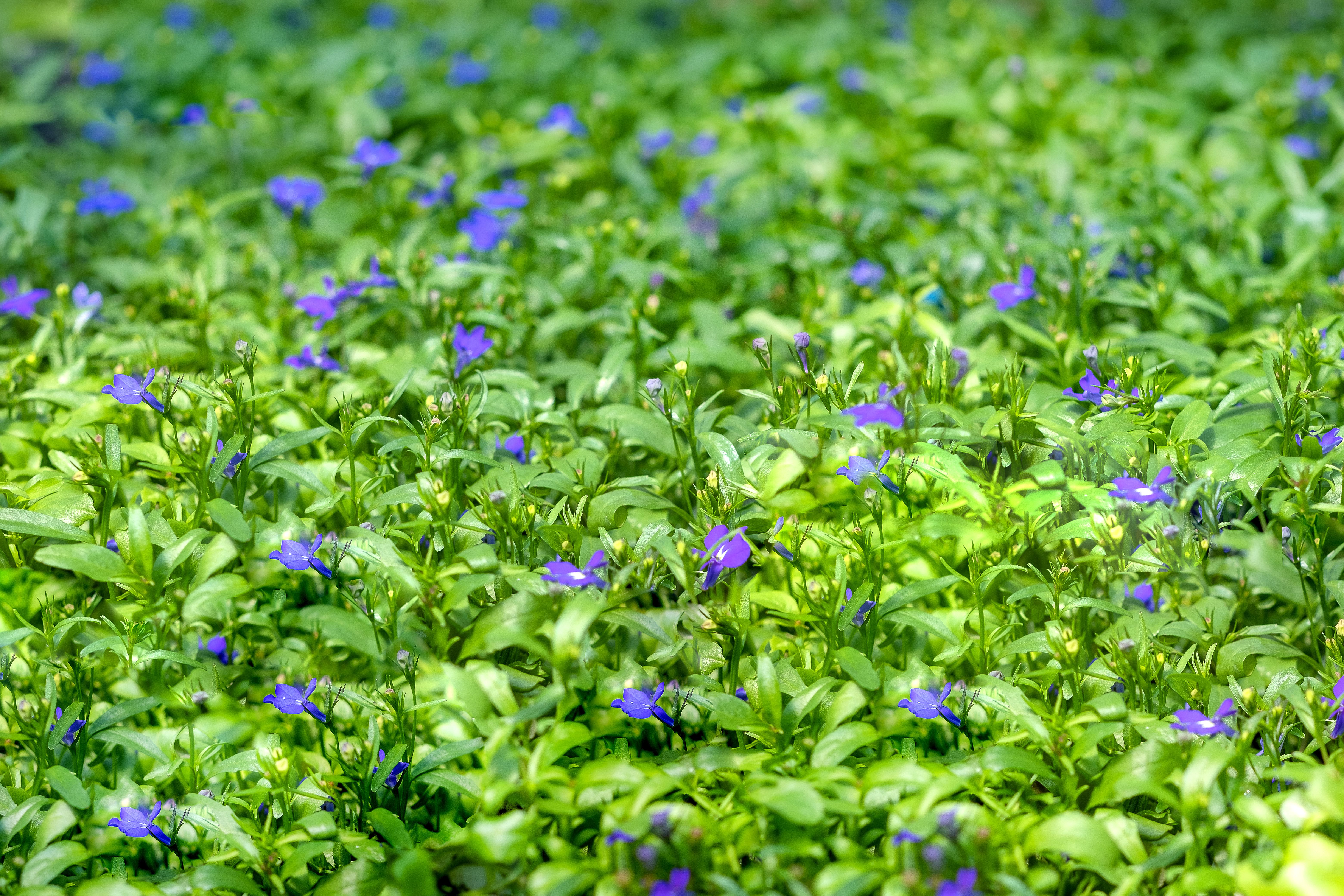Low purple flowers growing through a dense carpet of green foliage