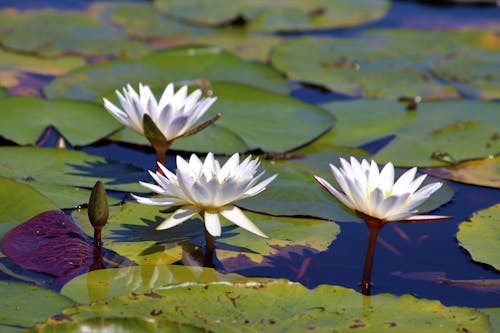 White Water Lilies Above Water