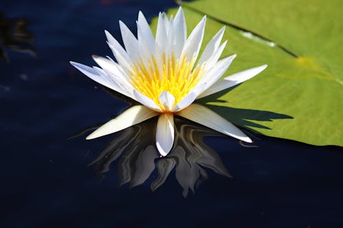 Free White and Yellow Water Lily Blooming in a Pond Stock Photo