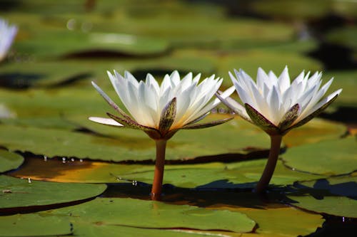 White Lotus Flowers Blooming in a Pond 