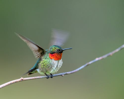 Free An Orange Neck Hummingbird Perched on Tree Branch Flapping it's Wings Stock Photo