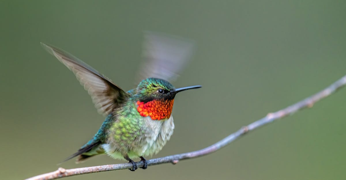 How many times does a hummingbird flap their wings per second