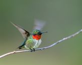 An Orange Neck Hummingbird Perched on Tree Branch Flapping it's Wings