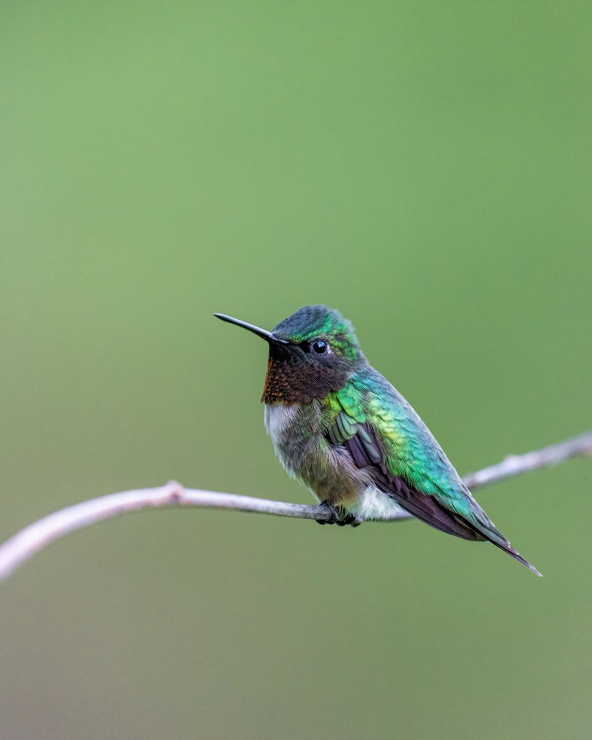 Foto de stock gratuita sobre al aire libre, ala de colibrí, alimentador ...