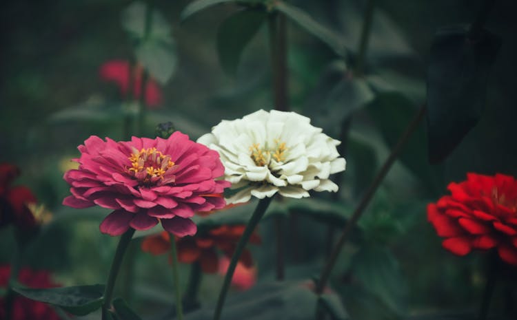 Close-Up Photography Of Zinnia Flowers