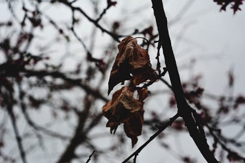 Free stock photo of leaf, nature, trees