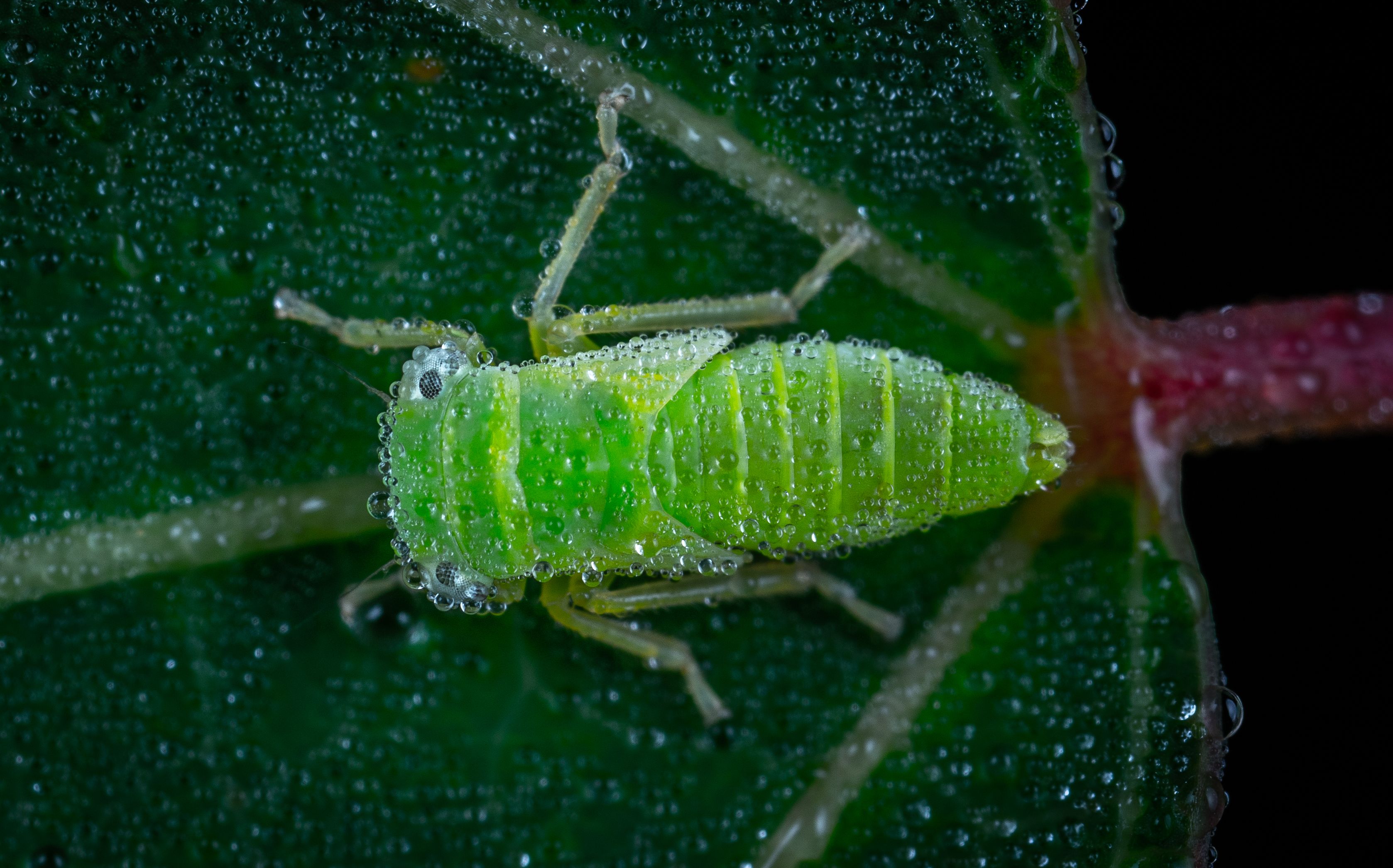 Macro Shot Of An Insect · Free Stock Photo