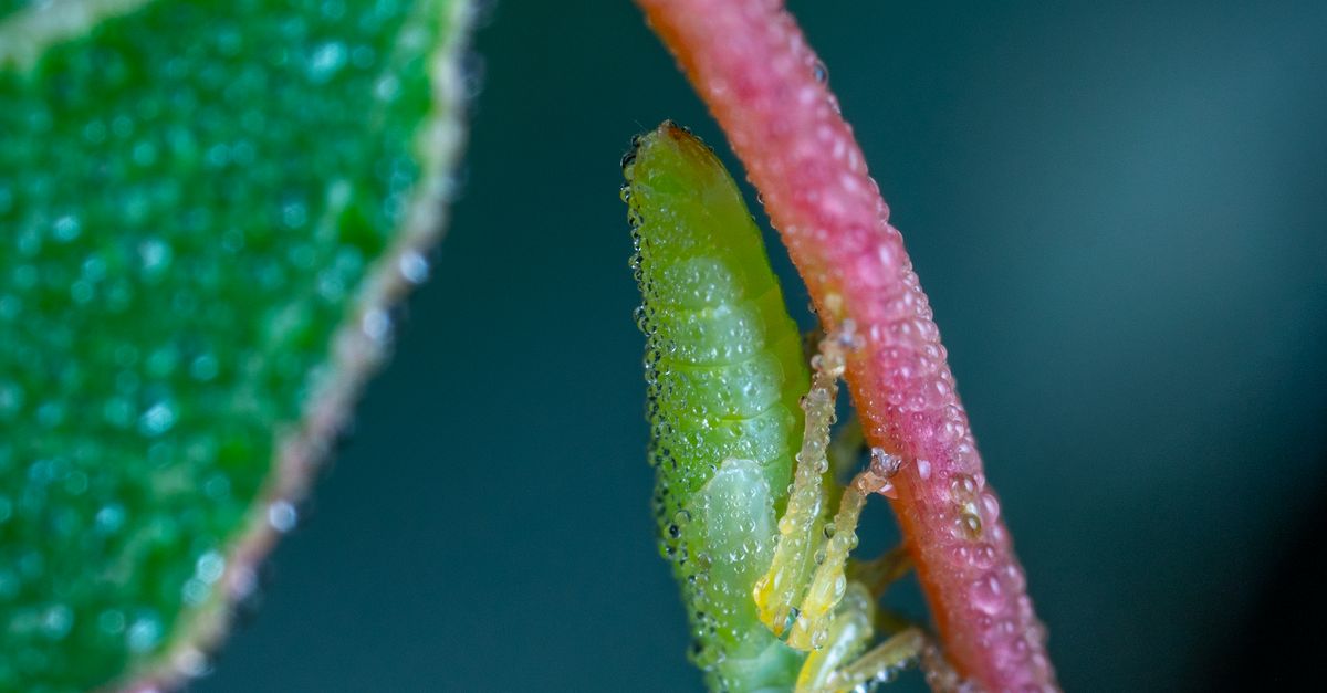 Green Insect on Red Stet · Free Stock Photo