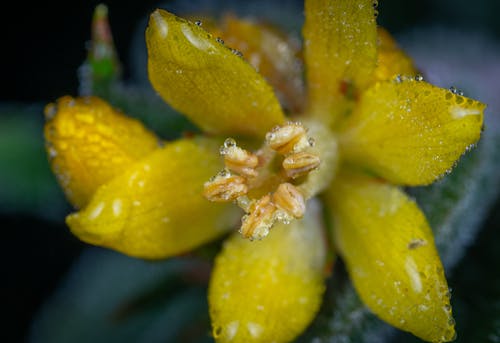 Close Shot of a Wet Yellow Flower