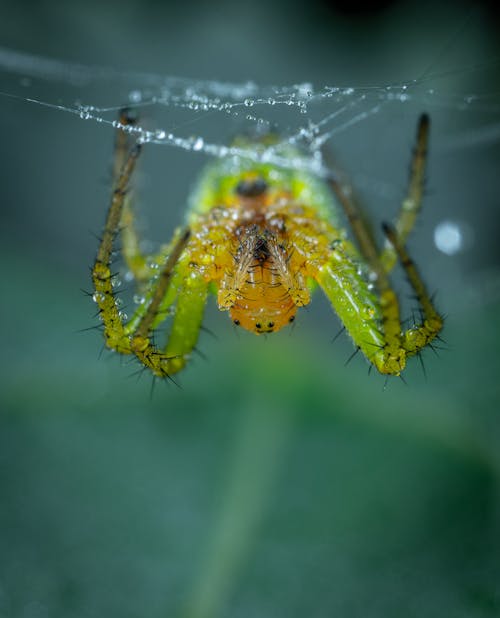 Green Spider on a Web