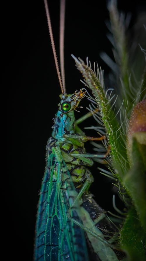 A Blue and Green Insect on Green Leaf in Macro Photography