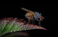 Free stock photo of animal, beetle, biology
